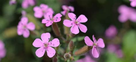 bouncing bet plant|Soapwort Benefits, Uses and Side Effects .